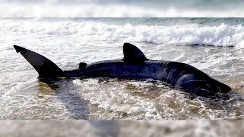 Basking Shark