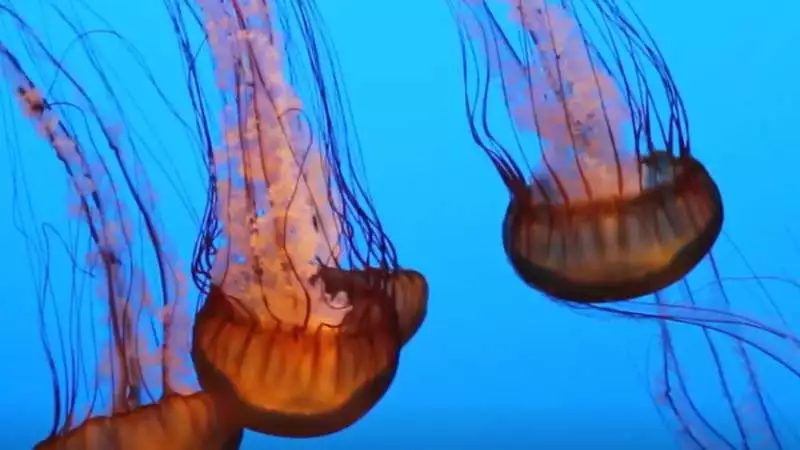 Giant Jellyfish