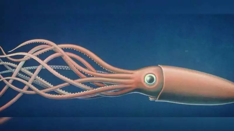 Giant Squid