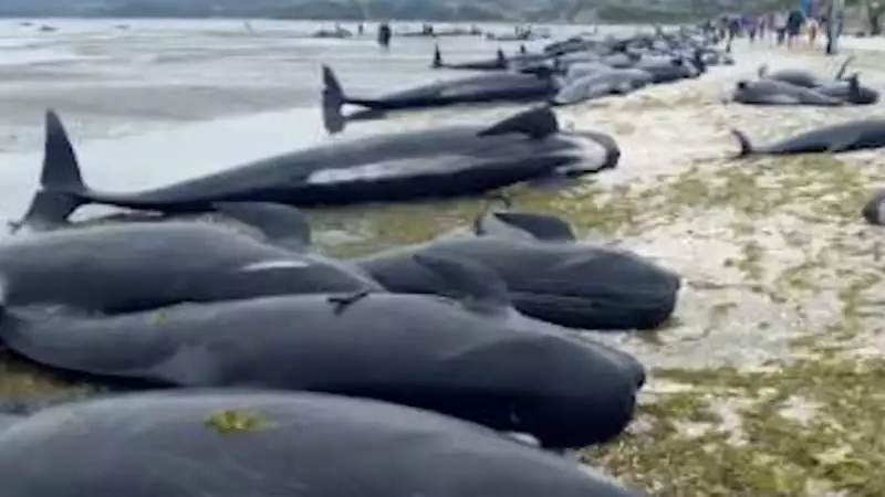 Pilot Whale